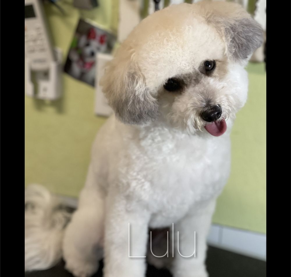 GROOMING AT MERIDIAN Updated August 2024 250 Photos & 14 Reviews