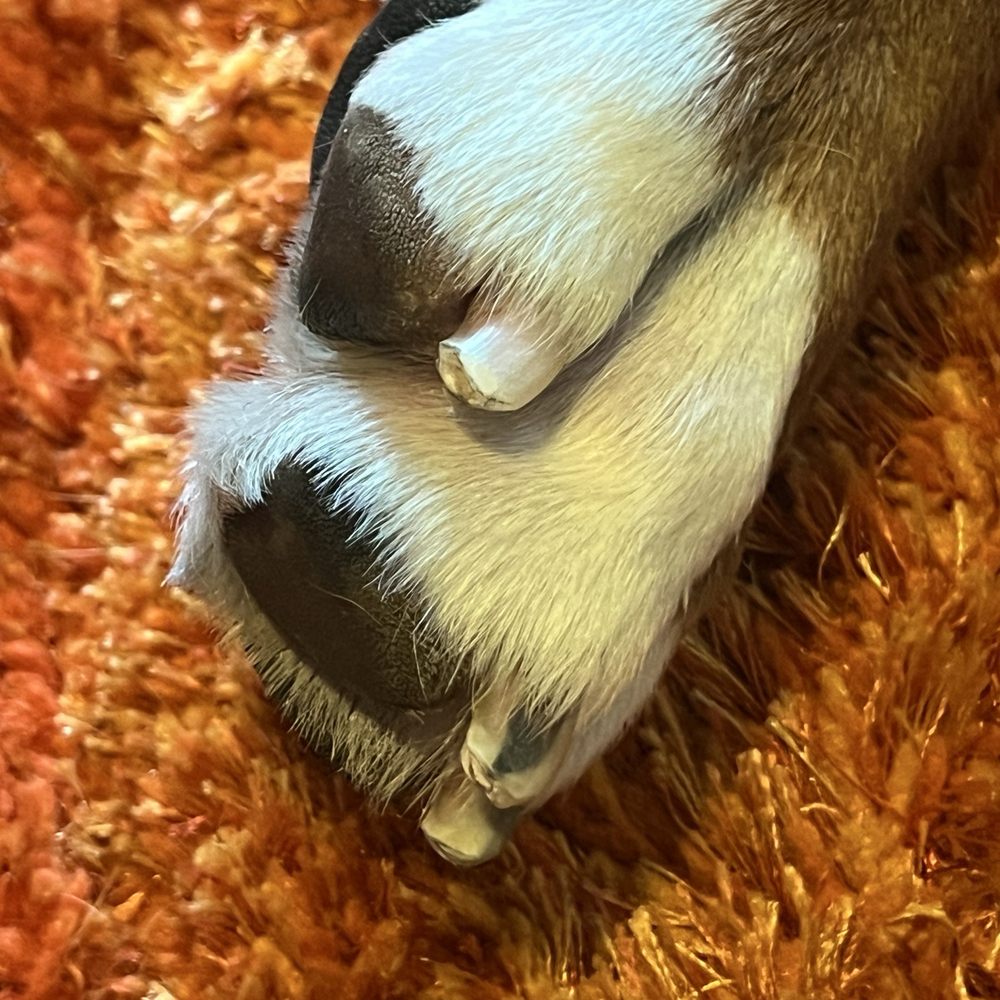 Uneven nails. Nails not properly trimmed or filed.