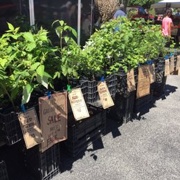 Live plants!