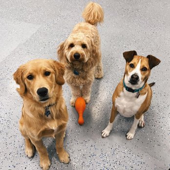 4 Pawz Only - Pet Sitting Near Me - Munster, Indiana