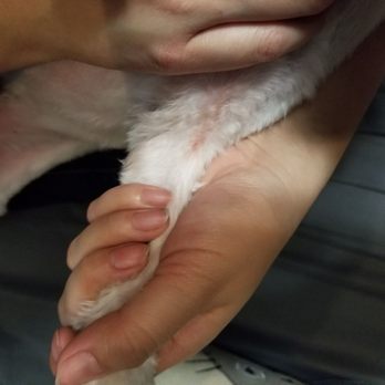 Go Go Spa - Inner left legs. - Pet Groomers Near Me - Rosemead, California