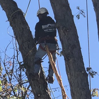 Blue Ridge Tree Experts - Alberto taking down a double stem white oak - Tree Services Near Me