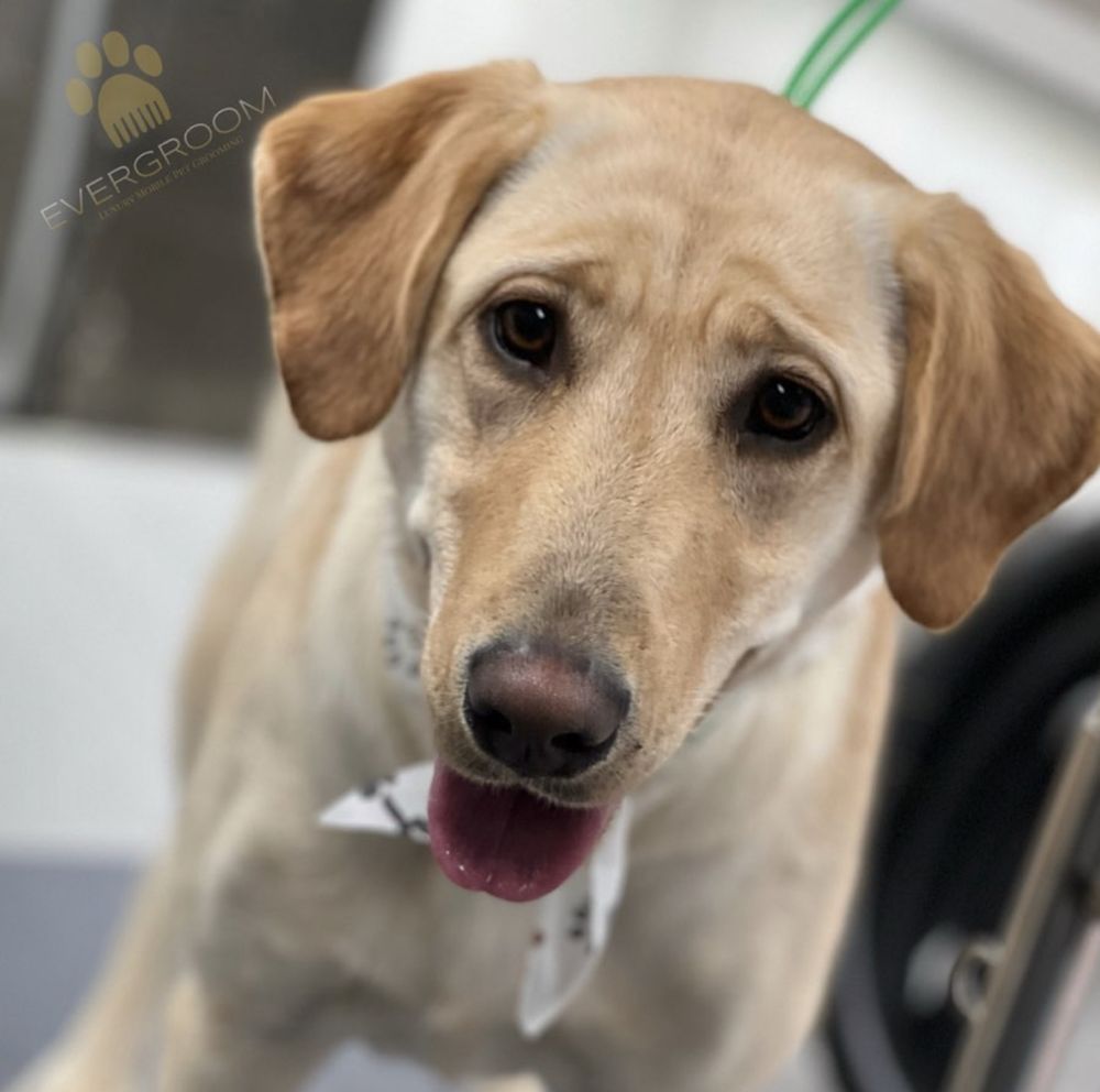 EVERGROOM LUXURY MOBILE PET GROOMING Updated October 2024 17 Photos