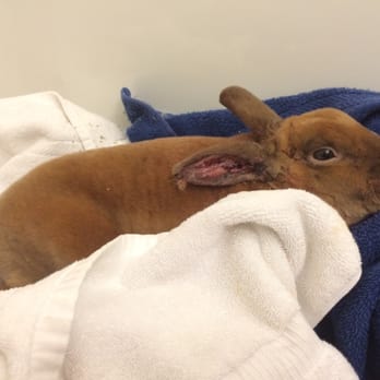 SAGE Veterinary Centers - Dublin - One of the last photos I have of my baby - Veterinarians Near Me - Dublin, California