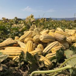 Terra Firma Farm - Delicata harvest