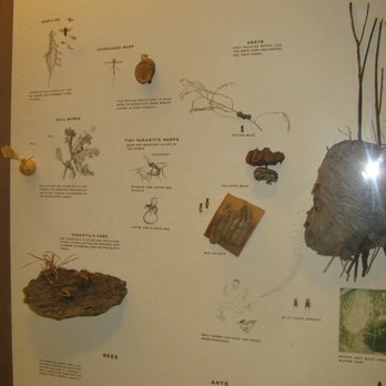 Field Museum - Museums Near Me - Chicago, Illinois