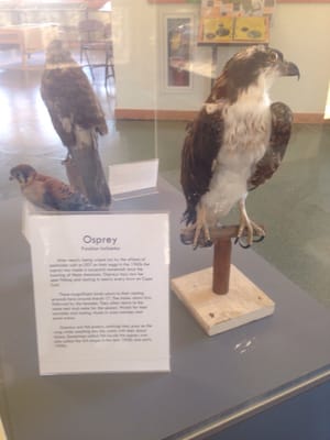 Mass Audubon Wellfleet Bay Wildlife Sanctuary by null