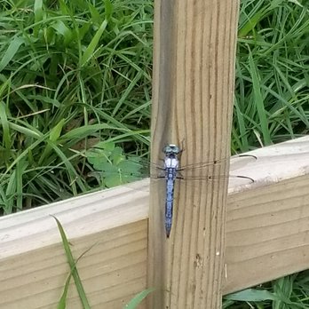 Historic Blakeley State Park - Pretty dragonfly - Parks Near Me - Spanish Fort, Alabama
