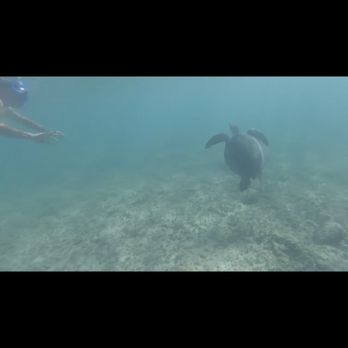 Lanikai Beach - A sea turtle we swam with about 40-50 yards off shore. - Beaches Near Me - Kailua, Hawaii