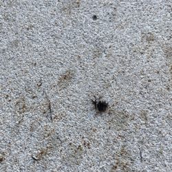 Summer Place Apartments - Upstairs neighbor cuts their hair and it's always on our front walkway and doormat