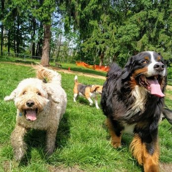 Playful Paws Pet Professional - Dog Walkers Near Me - Surrey, British Columbia Playful Paws Pet Professional - Dog Walkers Near Me - Surrey, British Columbia