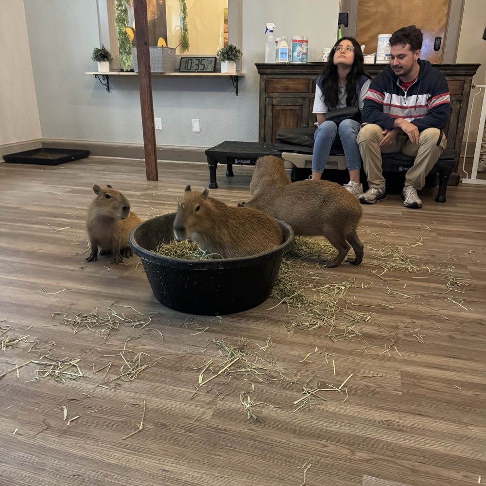 The Capybara Cafe - Themed Cafes Near Me - St. Augustine, Florida The Capybara Cafe - Themed Cafes Near Me - St. Augustine, Florida