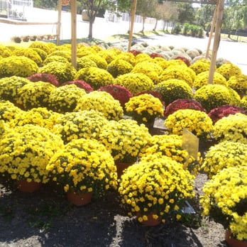 State Farmers' Market - Flowers sold here too like these mums - Farmers Market Near Me - Montgomery, Alabama State Farmers' Market - Flowers sold here too like these mums - Farmers Market Near Me - Montgomery, Alabama