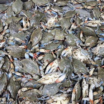 Thuan Phat El Monte Superstore - Blue crabs - Seafood Markets Near Me - South El Monte, California Thuan Phat El Monte Superstore - Blue crabs - Seafood Markets Near Me - South El Monte, California