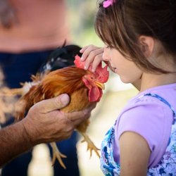 Thistle Hill Farm Petting Zoo & Pony Rides - Even our Roosters are friendly! This is Rusty.