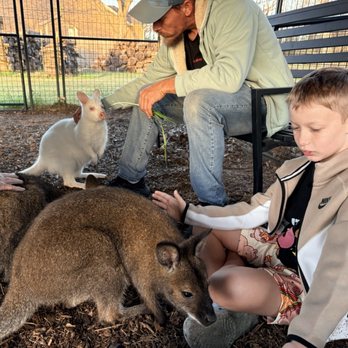 The Dunham Farm - Wallaby - Petting Zoos Near Me - Burleson, Texas The Dunham Farm - Wallaby - Petting Zoos Near Me - Burleson, Texas