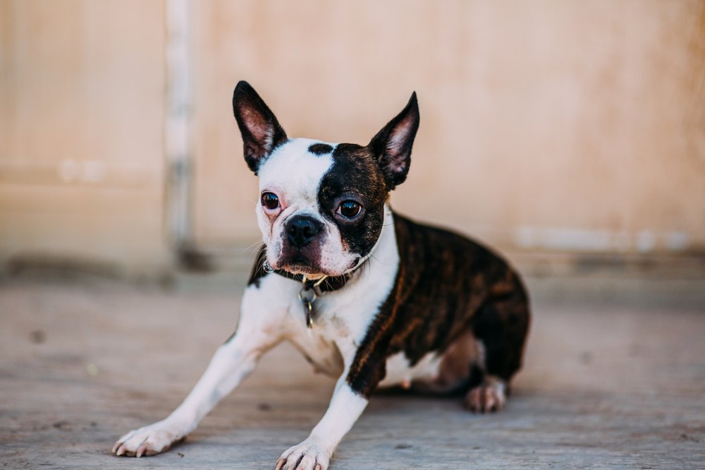 COTTONWOOD PET RESORT Updated September 2024 31 Photos 40