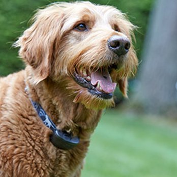 Stateline DogWatch - Pet Training Near Me Stateline DogWatch - Pet Training Near Me