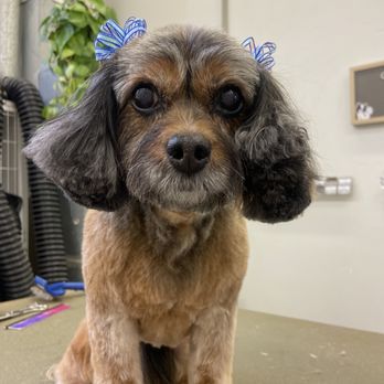 Grooming By Jessica - Pet Groomers Near Me - San Mateo, California Grooming By Jessica - Pet Groomers Near Me - San Mateo, California