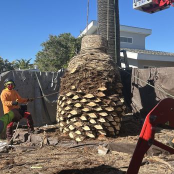 Ramborista Tree Service - Tree Services Near Me Ramborista Tree Service - Tree Services Near Me