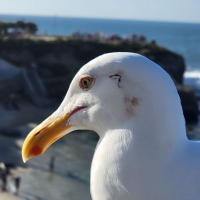 Lifeguard La Jolla Cove by null