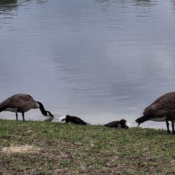 Losco Regional Park