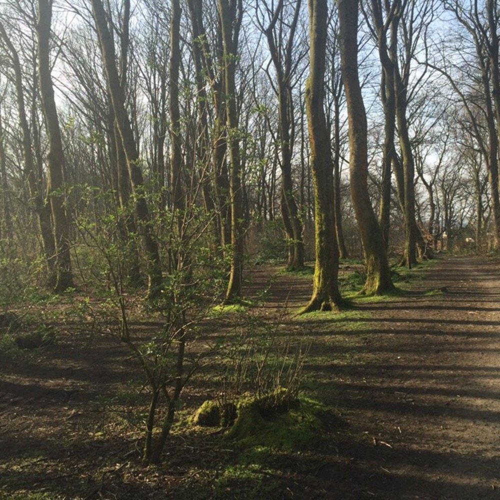 Cairnhill Woods - Spring is coming! - Parks Near Me - Bearsden, EDU