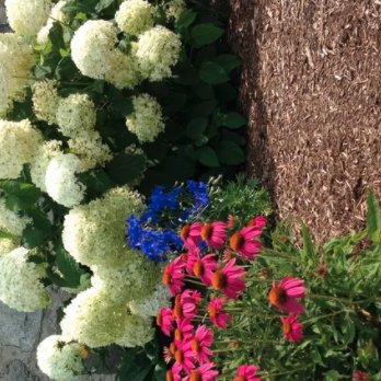 Harris Gardens - a variety of flowers growing on the side of a house - Lawn Services Near Me - Teeswater, Ontario Harris Gardens - a variety of flowers growing on the side of a house - Lawn Services Near Me - Teeswater, Ontario