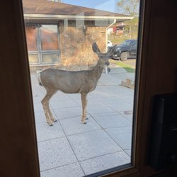 Jazzercise Estes Park - Even the wildlife love Jazzercise!