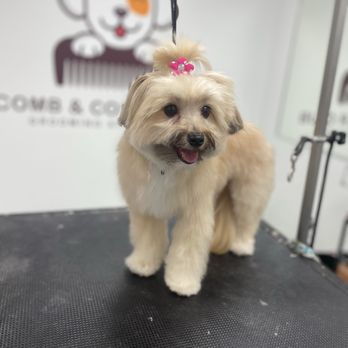 Comb & Collar Club - Pet Groomers Near Me - Schaumburg, Illinois