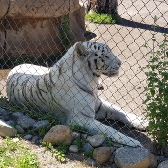 Cat Tales Wildlife Center - Amusement Parks Near Me - Spokane, Washington Cat Tales Wildlife Center - Amusement Parks Near Me - Spokane, Washington