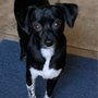 Photo of Sycamore Creek Animal Hospital
