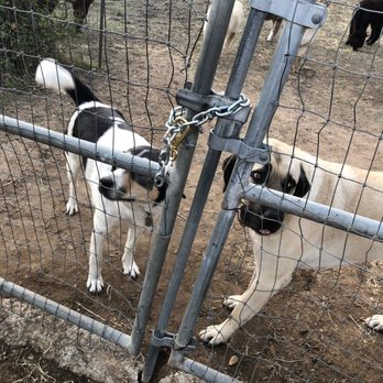 Canzelle Alpacas - Farms Near Me - Carpinteria, California