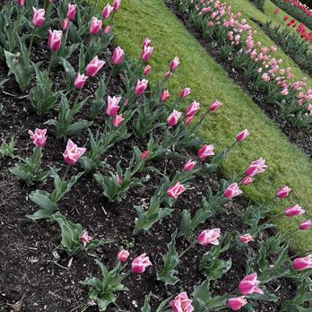Elizabeth Park - Pink tulips - Parks Near Me - West Hartford, Connecticut Elizabeth Park - Pink tulips - Parks Near Me - West Hartford, Connecticut