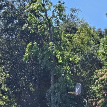 Alonzo's Tree Service - [AFTER] Ricardo and his team even trimmed some trees encroaching from the neighbor's yard - Tree Services Near Me