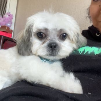 Grid Iron Grooming - First groom ever - Pet Groomers Near Me - Los Angeles, California