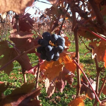 O'Brien Estate Winery - Wine Tasting Room Near Me - Napa, California