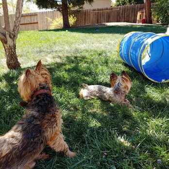 Pet Nanny Paso - Pet Sitting Near Me