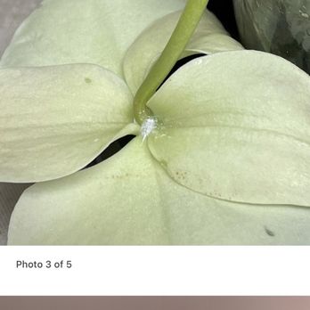 Orchids By Hausermann - Nurseries & Gardening Near Me - Villa Park, Illinois