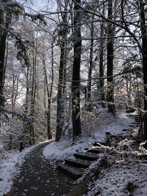 Botanical Garden by null