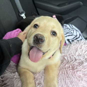 Sterling Labradors - All smiles - Pet Breeders Near Me - Yuba City, California Sterling Labradors - All smiles - Pet Breeders Near Me - Yuba City, California