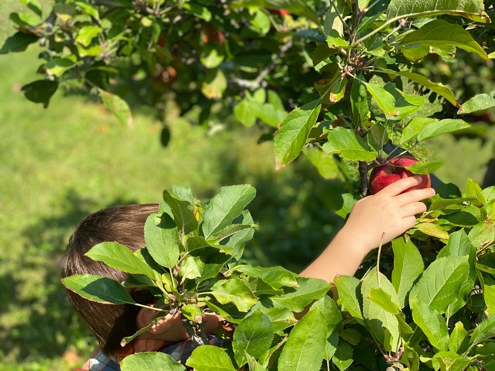 WHEELER’S ORCHARD Updated September 2024 956 Wheeler Rd, Dunlap