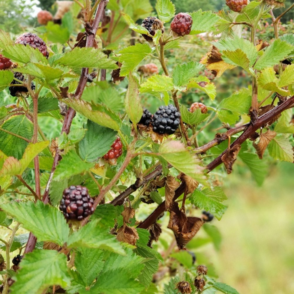 Aplin Farms - Pick Your Own Farms Near Me - Dothan, Alabama