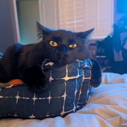 Furry Friends - Veeps (scared)