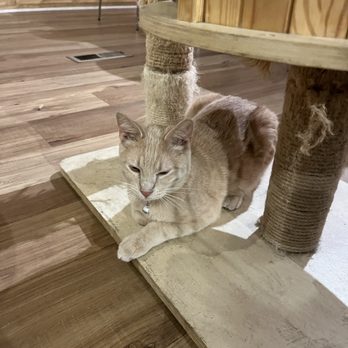 Denver Cat Company - Coffee & Tea Near Me - Denver, Colorado
