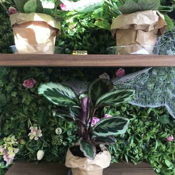 Coffee and Plants - For sale. - Coffee & Tea Near Me - Pasadena, California Coffee and Plants - For sale. - Coffee & Tea Near Me - Pasadena, California
