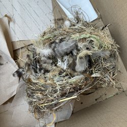 Nests with baby birds in them