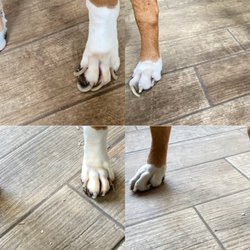Feibulous Dog Grooming