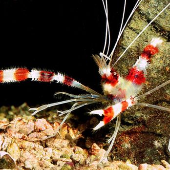 Poseidon Aquariums - Aquarium Services Near Me Poseidon Aquariums - Aquarium Services Near Me