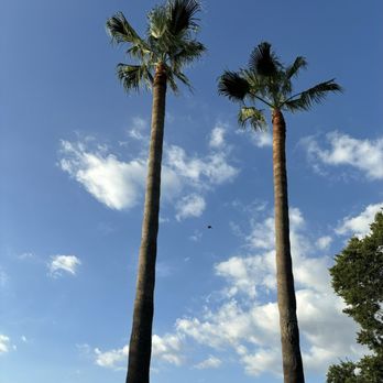 Long Horn Tree Solution - This is my trimmed palm trees. - Tree Services Near Me